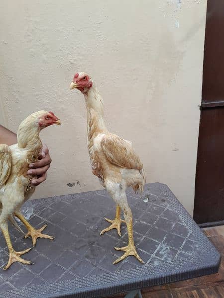 shamo chick's available for sale 12