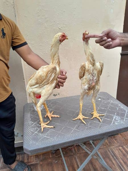 shamo chick's available for sale 13