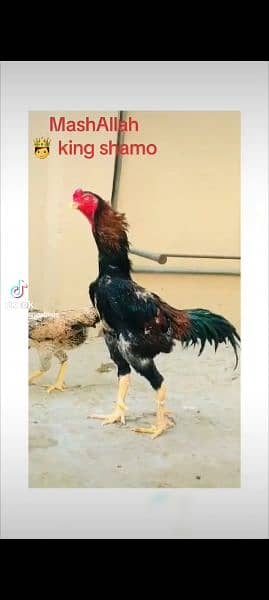 shamo chick's available for sale 15