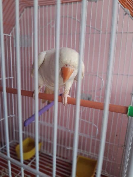 white ringneck for sale Bolta bhe  hn 0