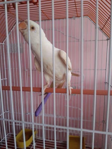 white ringneck for sale Bolta bhe  hn 1