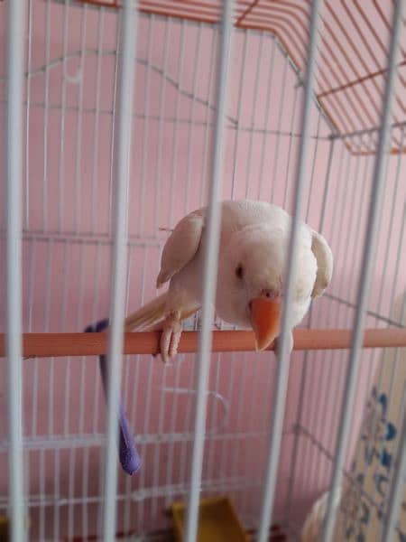 white ringneck for sale Bolta bhe  hn 2