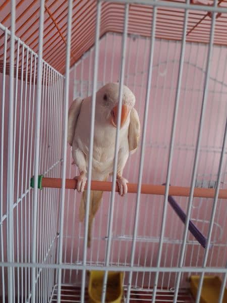 white ringneck for sale Bolta bhe  hn 3