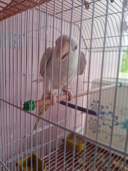 white ringneck for sale Bolta bhe  hn 4