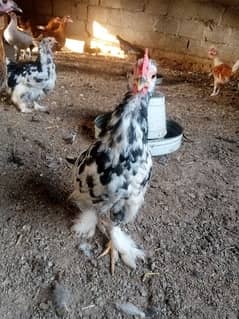 Molted bantam