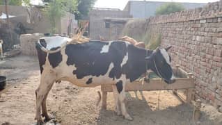 Australian Cow For Sale Sune Wali ha 0