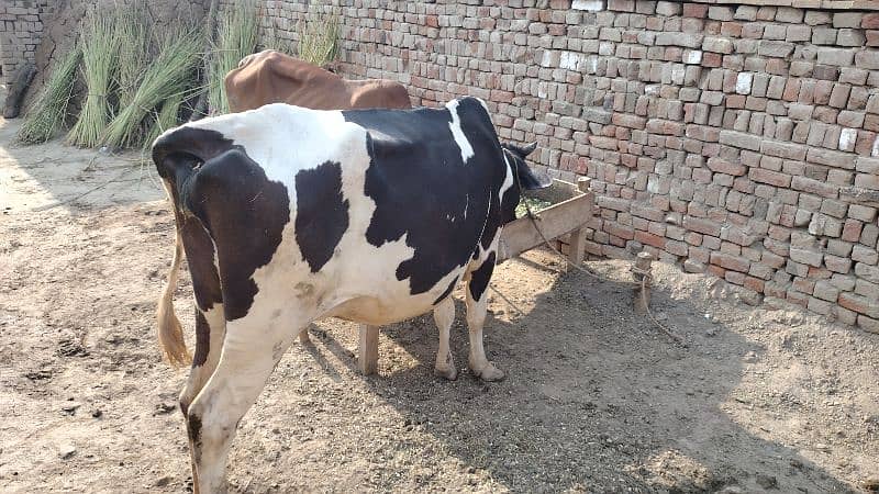 Australian Cow For Sale Sune Wali ha 1