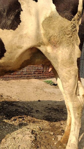 Australian Cow For Sale Sune Wali ha 2