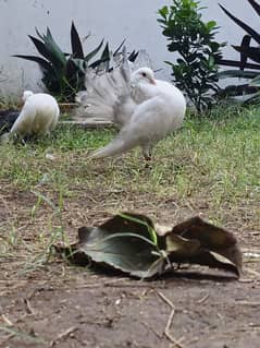 amiran lakka , mordern lakka , fantail ,Indian fantail pegions