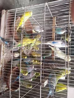 Australian parrot for sell