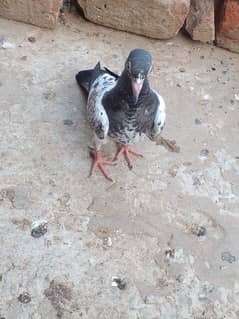 teddy and rampuri pigeons for sale