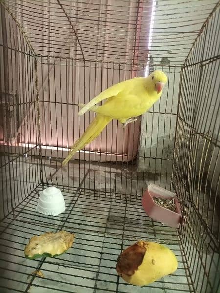 yellow ringneck age 4month 0