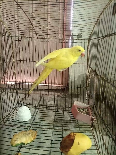 yellow ringneck age 4month 1