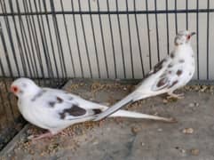 Diamond pied dove full wash breeder pair