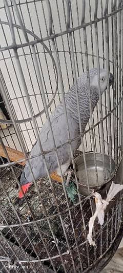 african grey parrot