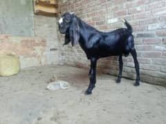 betal Bakra Sahiwal nasal bredar bach