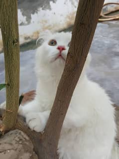 Female baby cat with colorful eyes