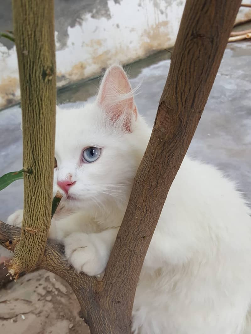 Female baby cat with colorful eyes 2