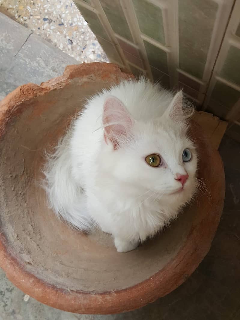 Female baby cat with colorful eyes 5