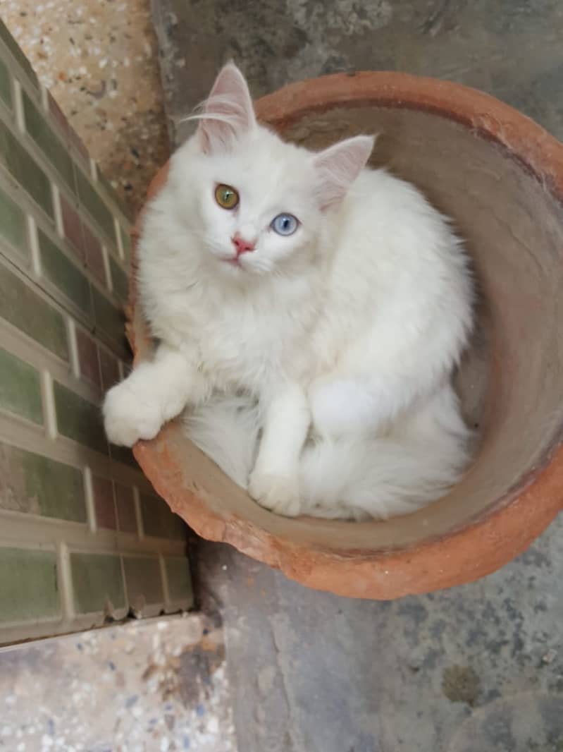 Female baby cat with colorful eyes 7