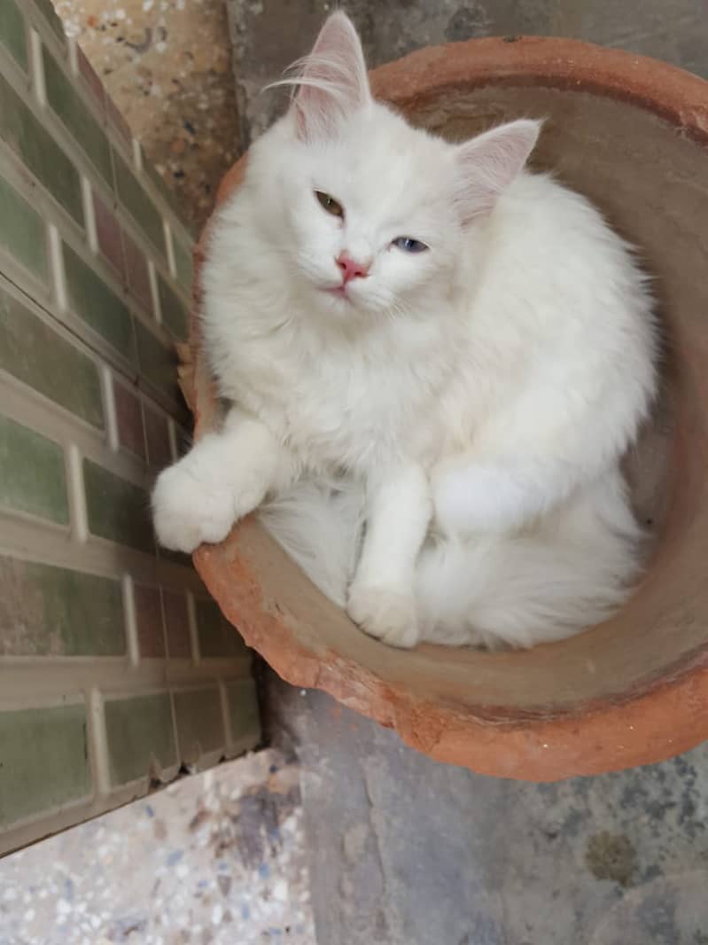 Female baby cat with colorful eyes 9