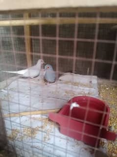 Dove and finches for sale