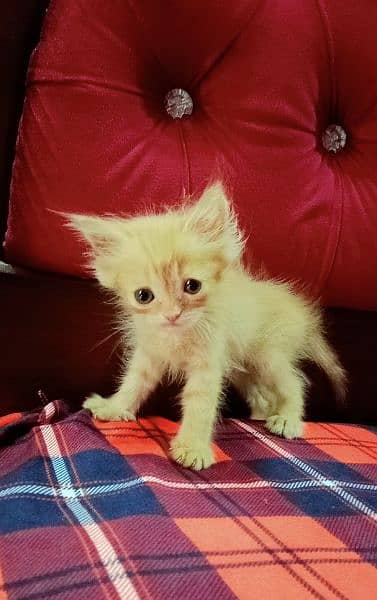 Persian kitten 1