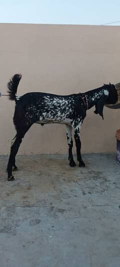 bakra or bakri for sale