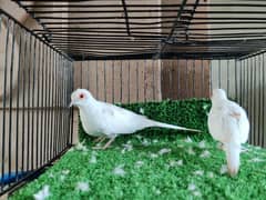 Red Pied Dove Breeder Pairs