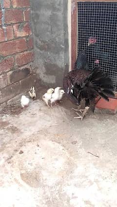 Aseel Chicks With Hen