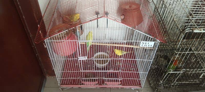 Australian Parrots 1