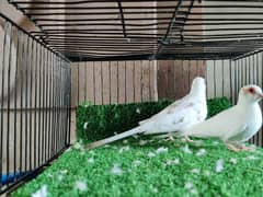 Red Pied Dove Quality Breeder Pairs