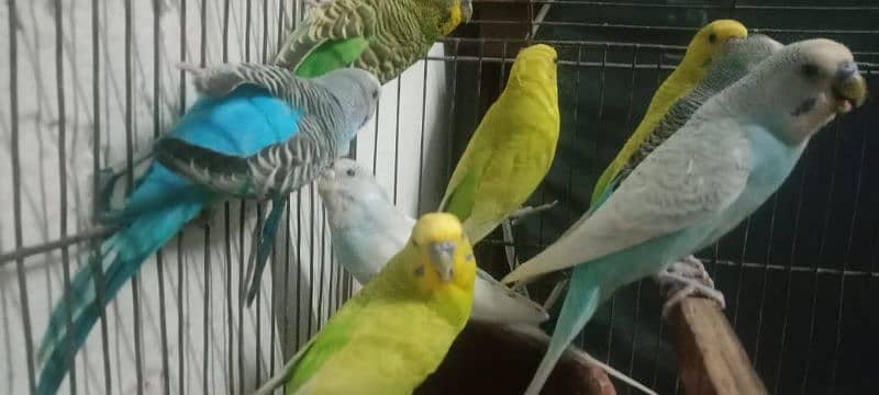 Australian parrots 2