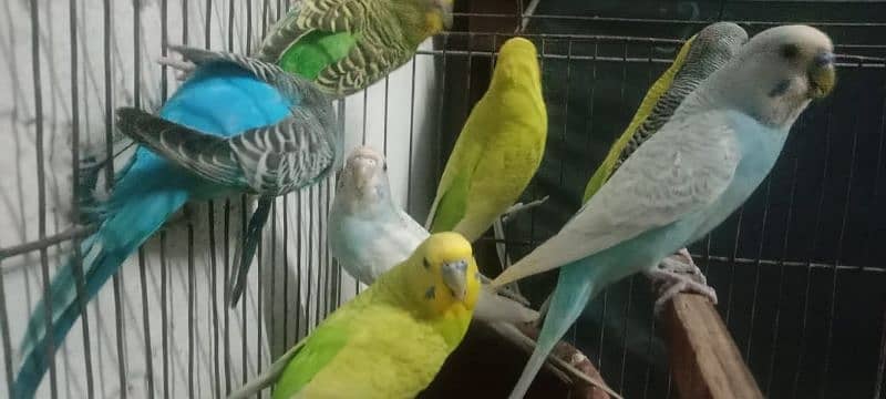 Australian parrots 3