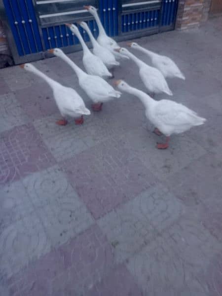 WHITE DUCK AVAILABLE 9