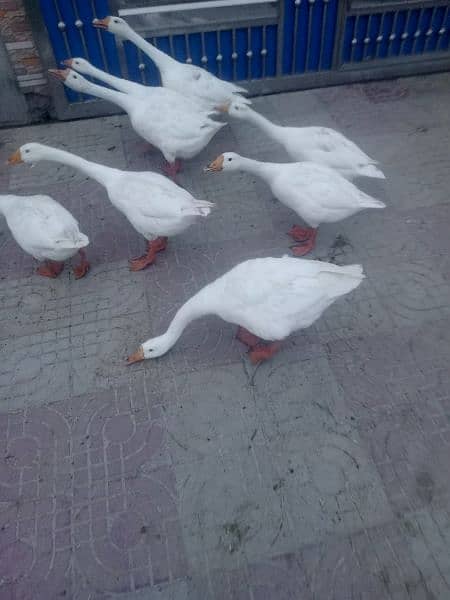 WHITE DUCK AVAILABLE 10