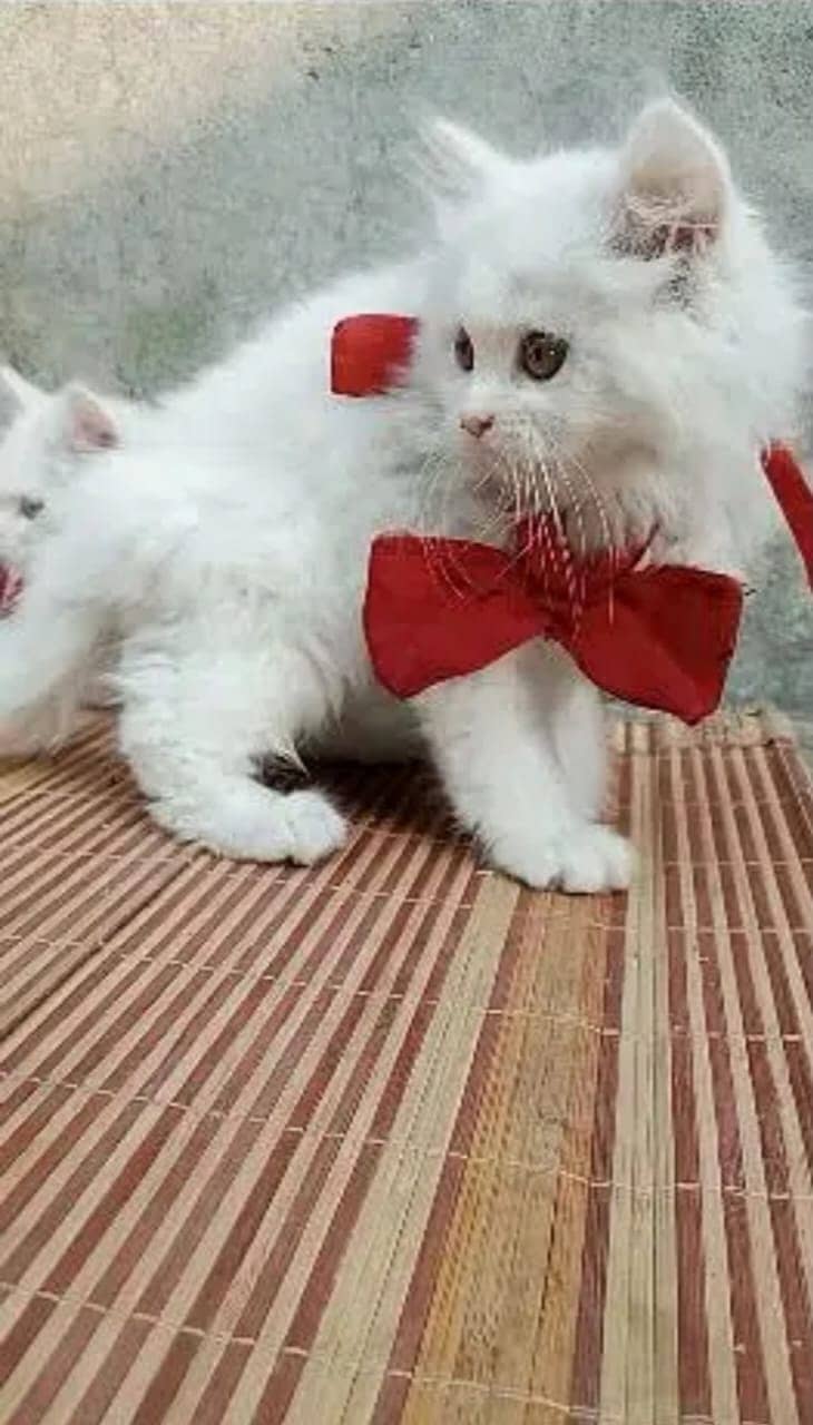 Persian cats/triple coated Persian cats/Persian kittens/punch face 10