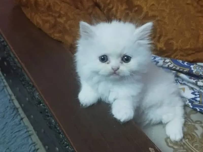 Persian cats/triple coated Persian cats/Persian kittens/punch face 8