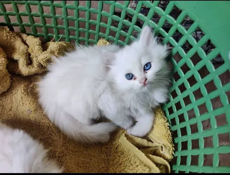 Persian cats/triple coated Persian cats/Persian kittens/punch face 5