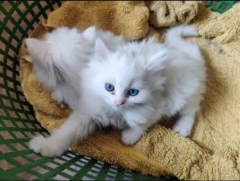 Persian cats/triple coated Persian cats/Persian kittens/punch face 4