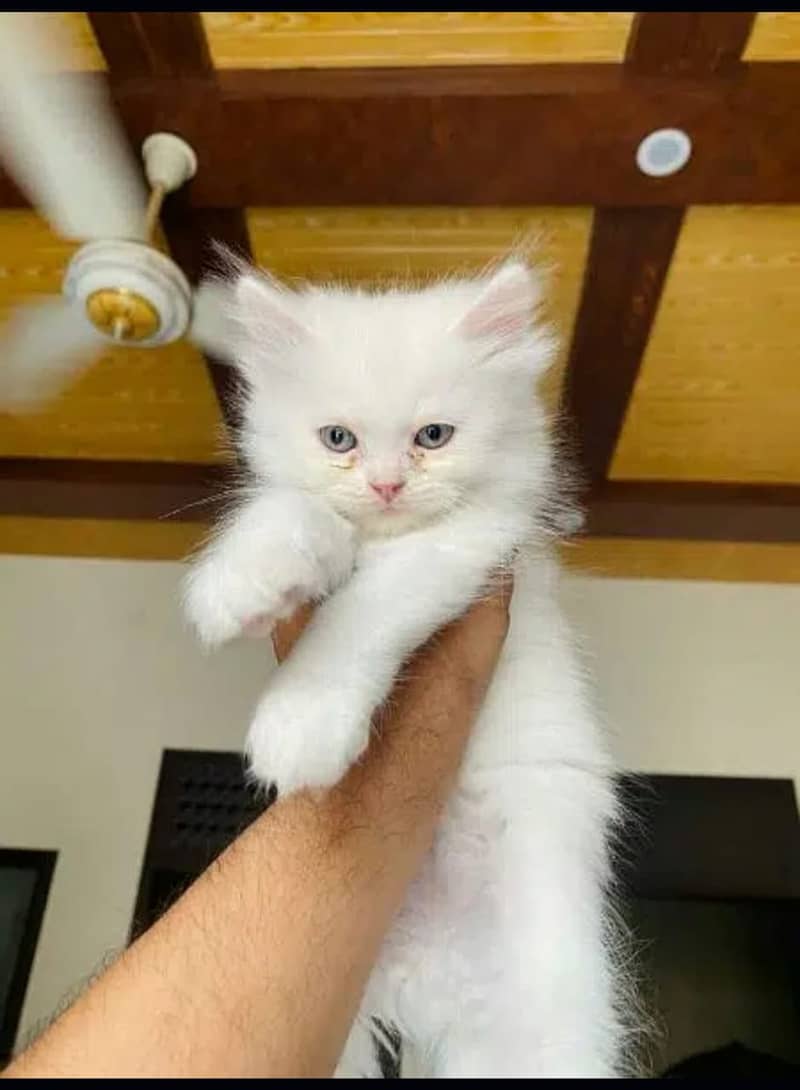 Persian cats/triple coated Persian cats/Persian kittens/punch face 1