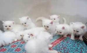 Persian cats/triple coated Persian cats/Persian kittens/punch face