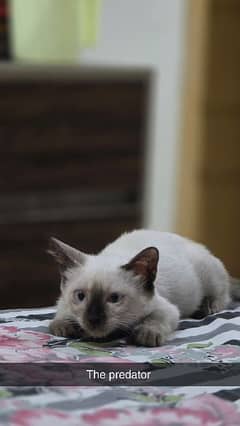 1 siamese cat 1 Turkish cat for sale