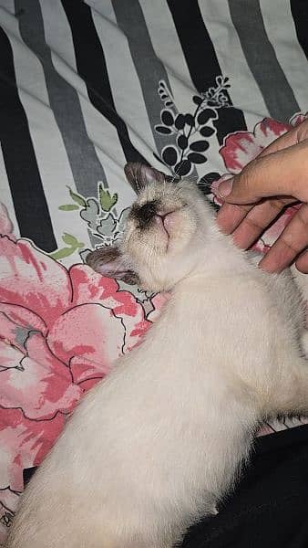 1 siamese cat 1 Turkish cat for sale 4