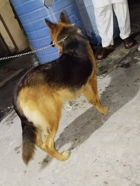 arjit for sale near to heat Long coat German female 0