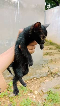 black cat baby 0