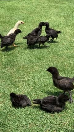 Ayam Cemani 16 days chik