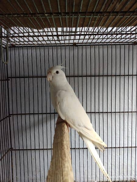 Cockatiel Ino White Red Eyes Male 0