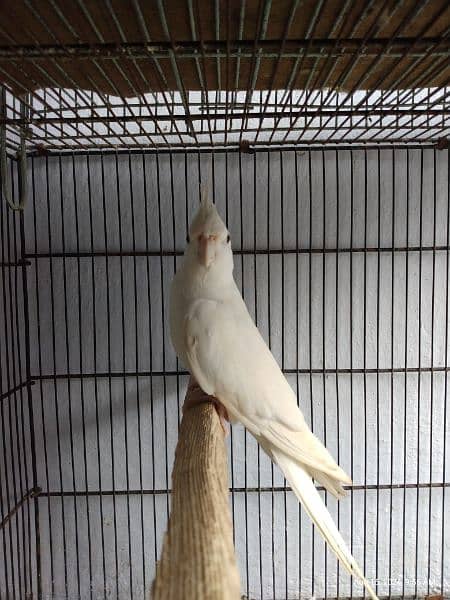 Cockatiel Ino White Red Eyes Male 1