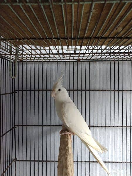 Cockatiel Ino White Red Eyes Male 2